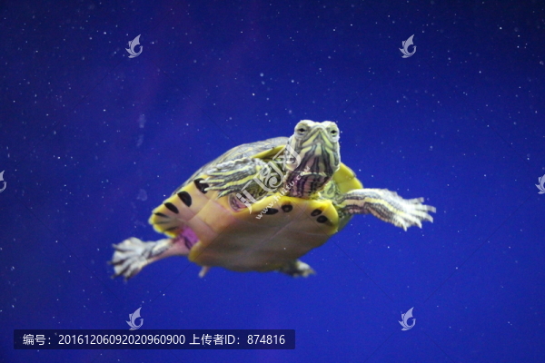 金錢龜