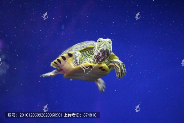 烏龜