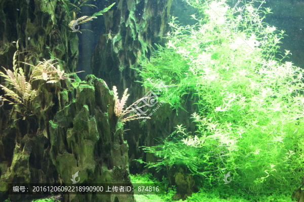 水族
