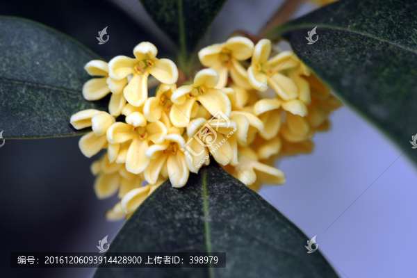 桂花