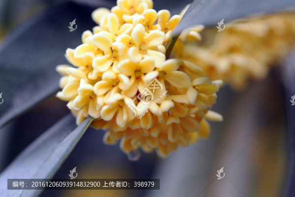 桂花