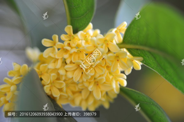 桂花
