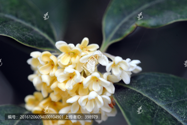 桂花
