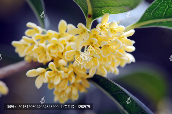 桂花