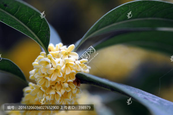 桂花