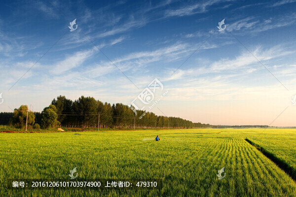 水稻田,稻田