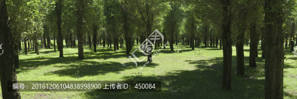 樹林