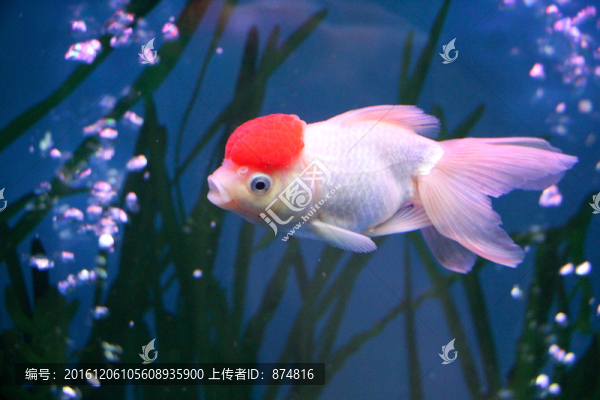 金魚