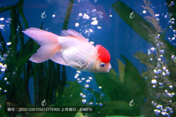 金魚