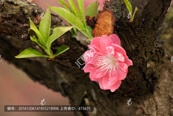 桃花