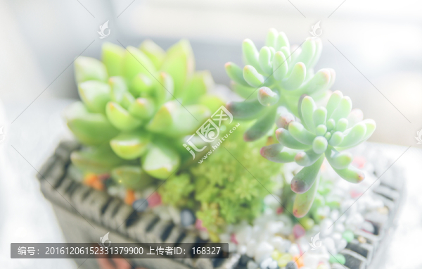 窗臺前多肉植物,小清新