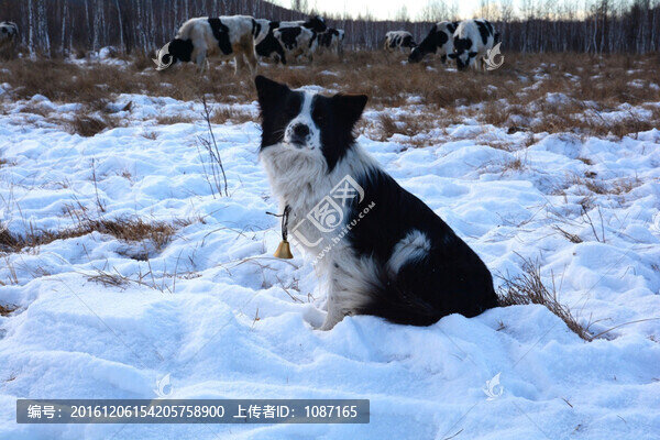 放牛犬