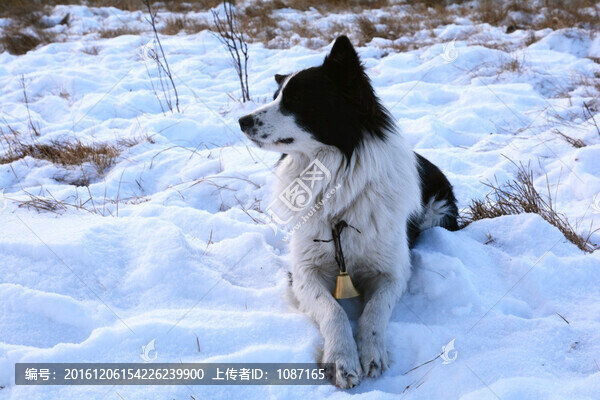 放牛犬