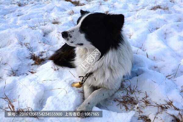 放牛犬