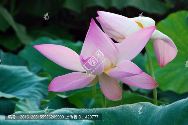 荷花,,園林花卉