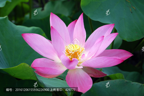 荷花特寫