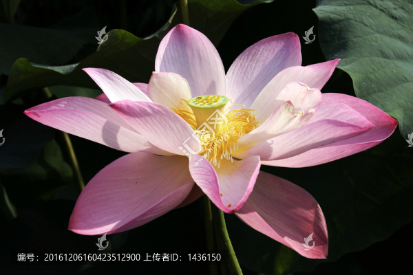荷花