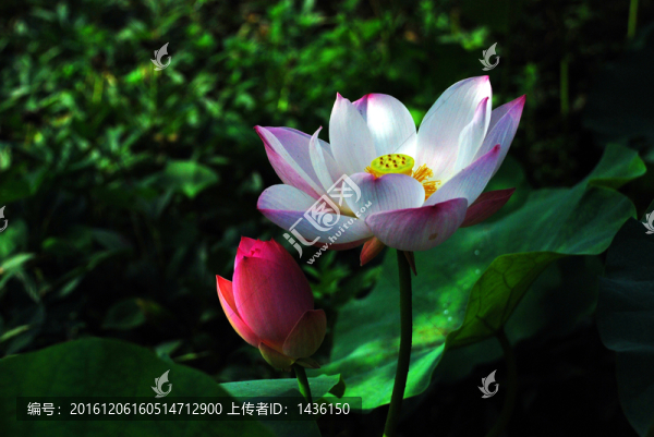 荷花