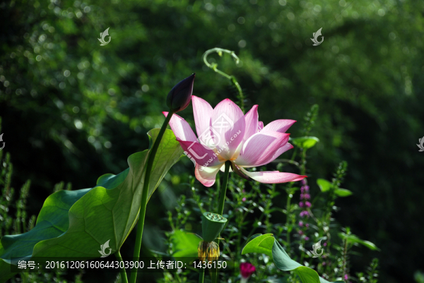 荷花