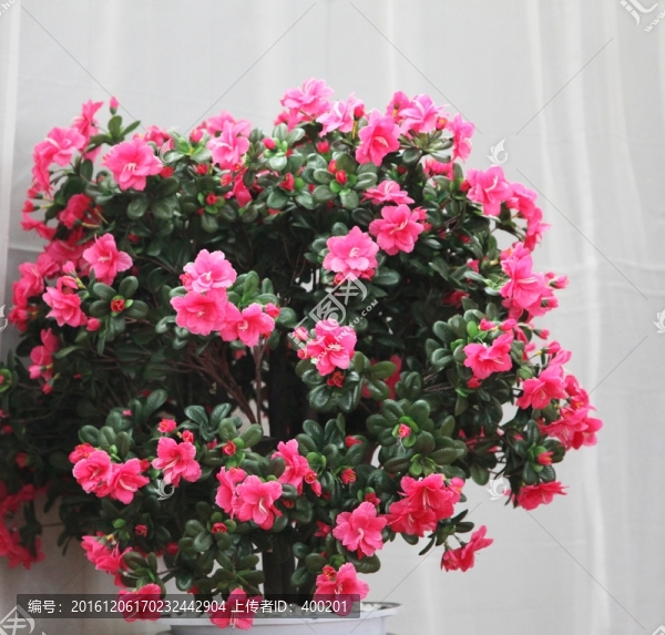 一株茶花