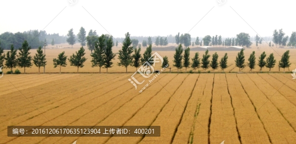 麥田