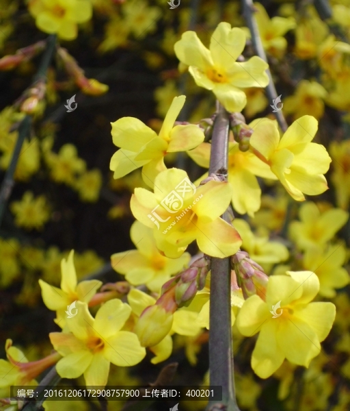迎春花盛開(kāi)