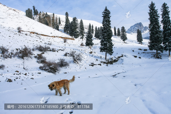 天山山脈積雪