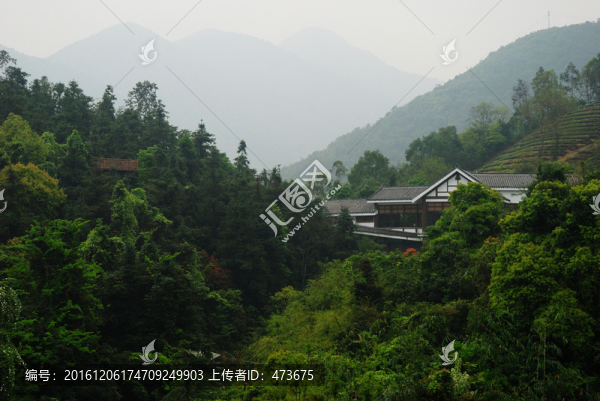 深圳東部華僑城茶園