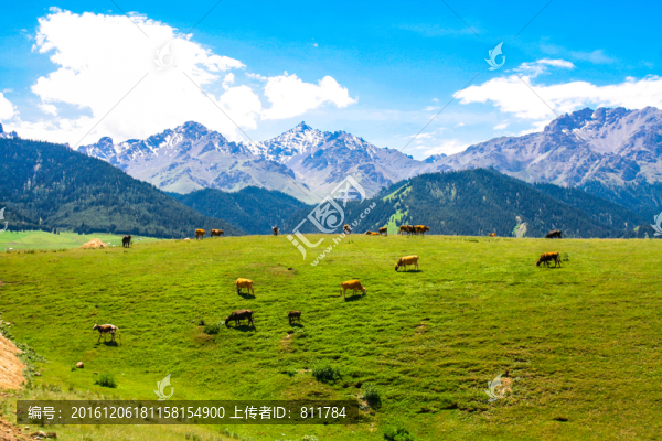 天山山脈那拉提草原