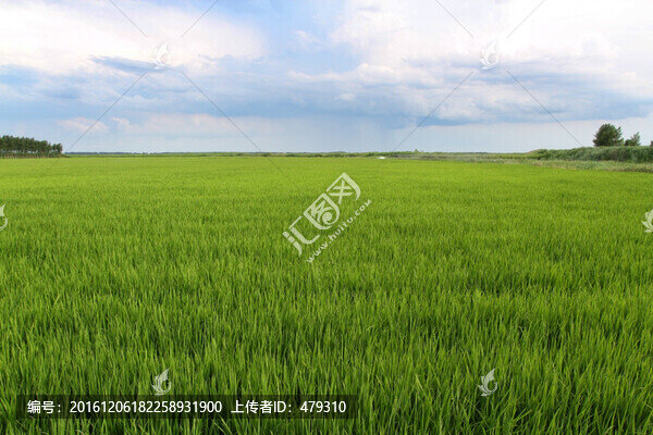 水稻,稻田,稻子