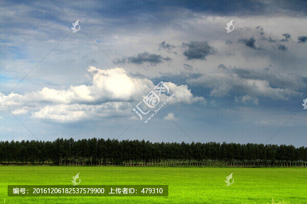 水稻,稻田,稻子,稻谷