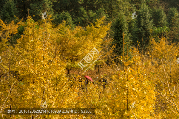 銀杏樹林
