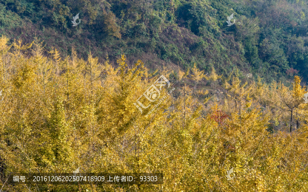 銀杏樹林