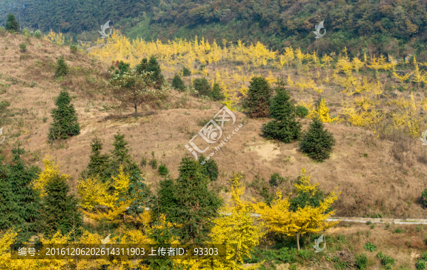 銀杏樹林