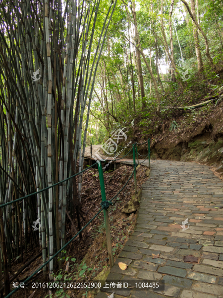 竹林小道