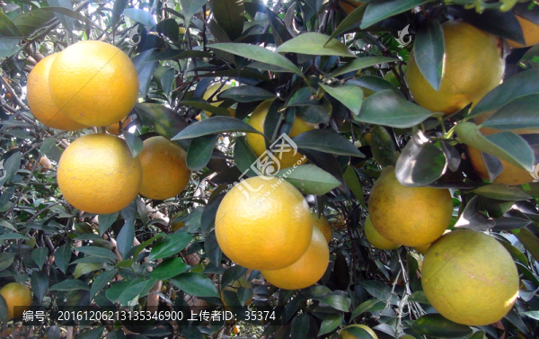 橙子
