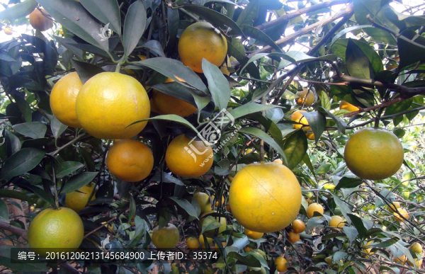 橙子