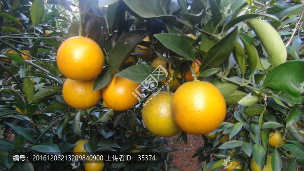橙子