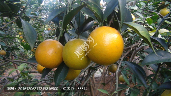 橙子