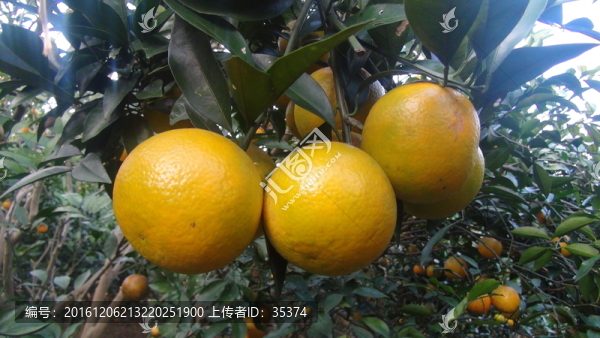 橙子