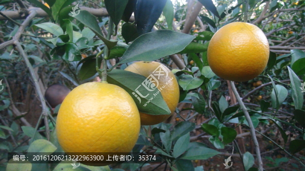 橙子