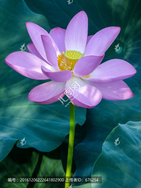 淡雅荷花