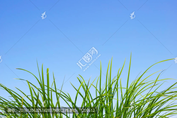 草