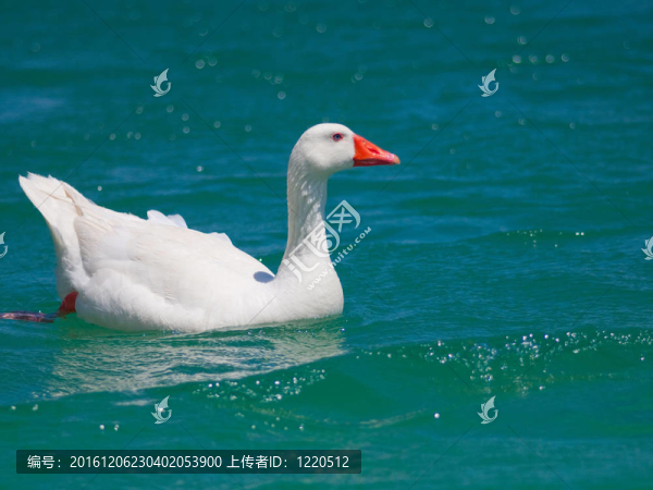 希臘純凈湖水上漂浮著鮮艷橙色喙的野生白鵝