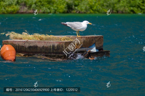白色的大海鷗在湖中央的藍(lán)色小島上，在綠色的海岸；浮標(biāo)；綠色；蔚藍(lán)；純凈；儲(chǔ)備；炎熱的晴天