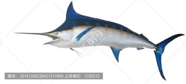 劍魚掛在墻上