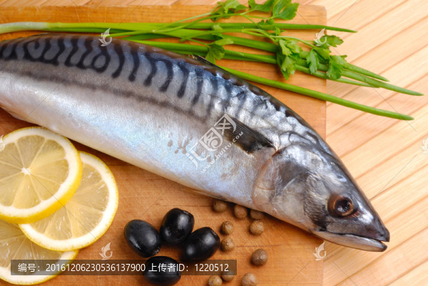 鯖魚
