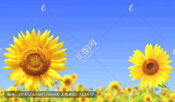 向日葵