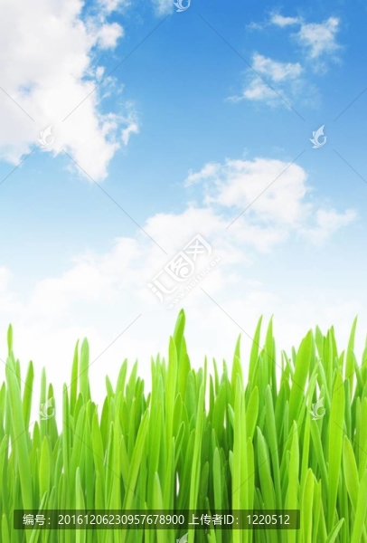 景观