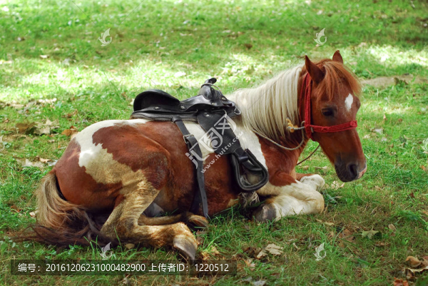 小馬